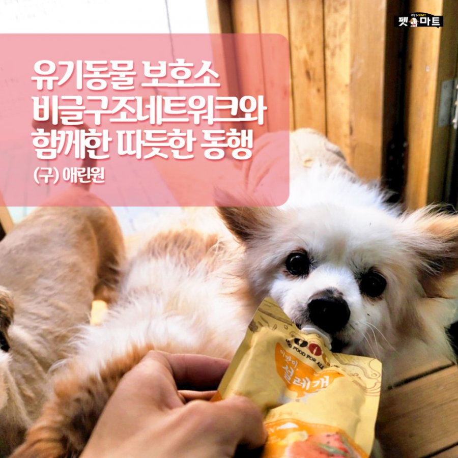 비글구조네트워크와 함께한 따듯한 동행